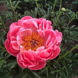 Meet your Posher, Leila